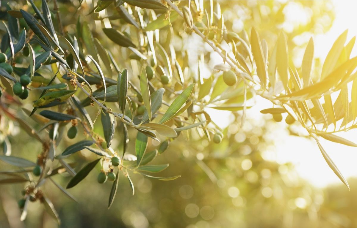 foto che rappresenta l'ulivo, dal quale si ricava uno degli ingredienti chiave di Beauty Caress di Vilo cosmetics