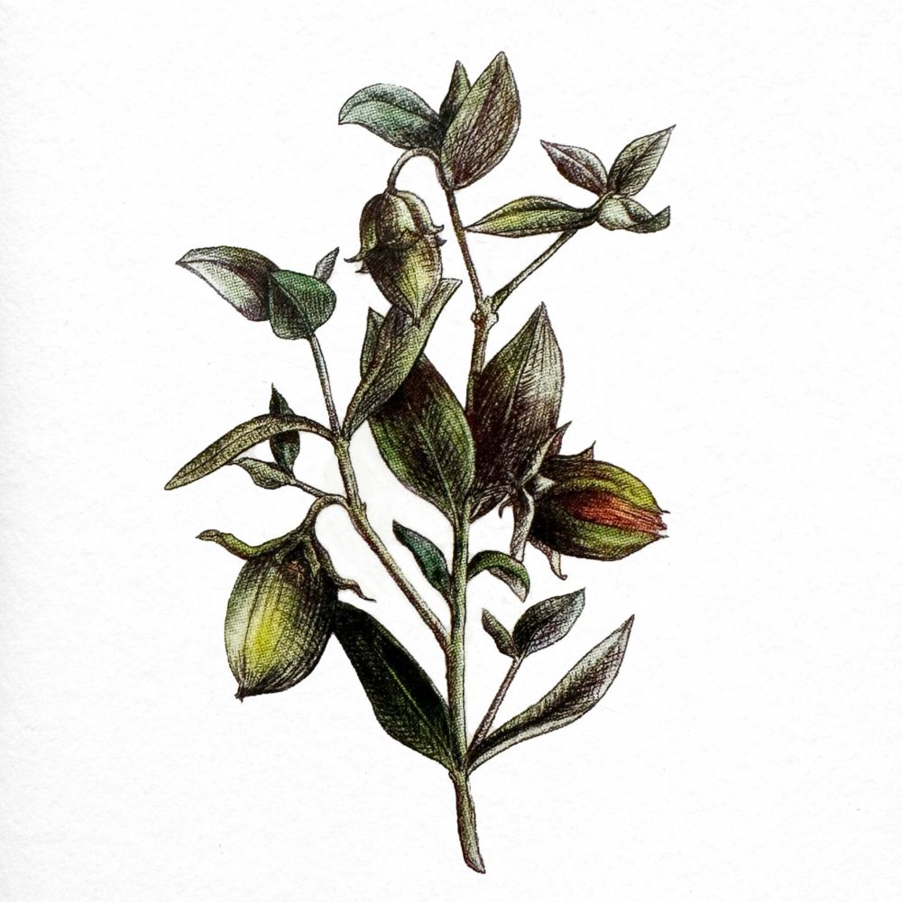 Immagine illustrata di un ramo di jojoba