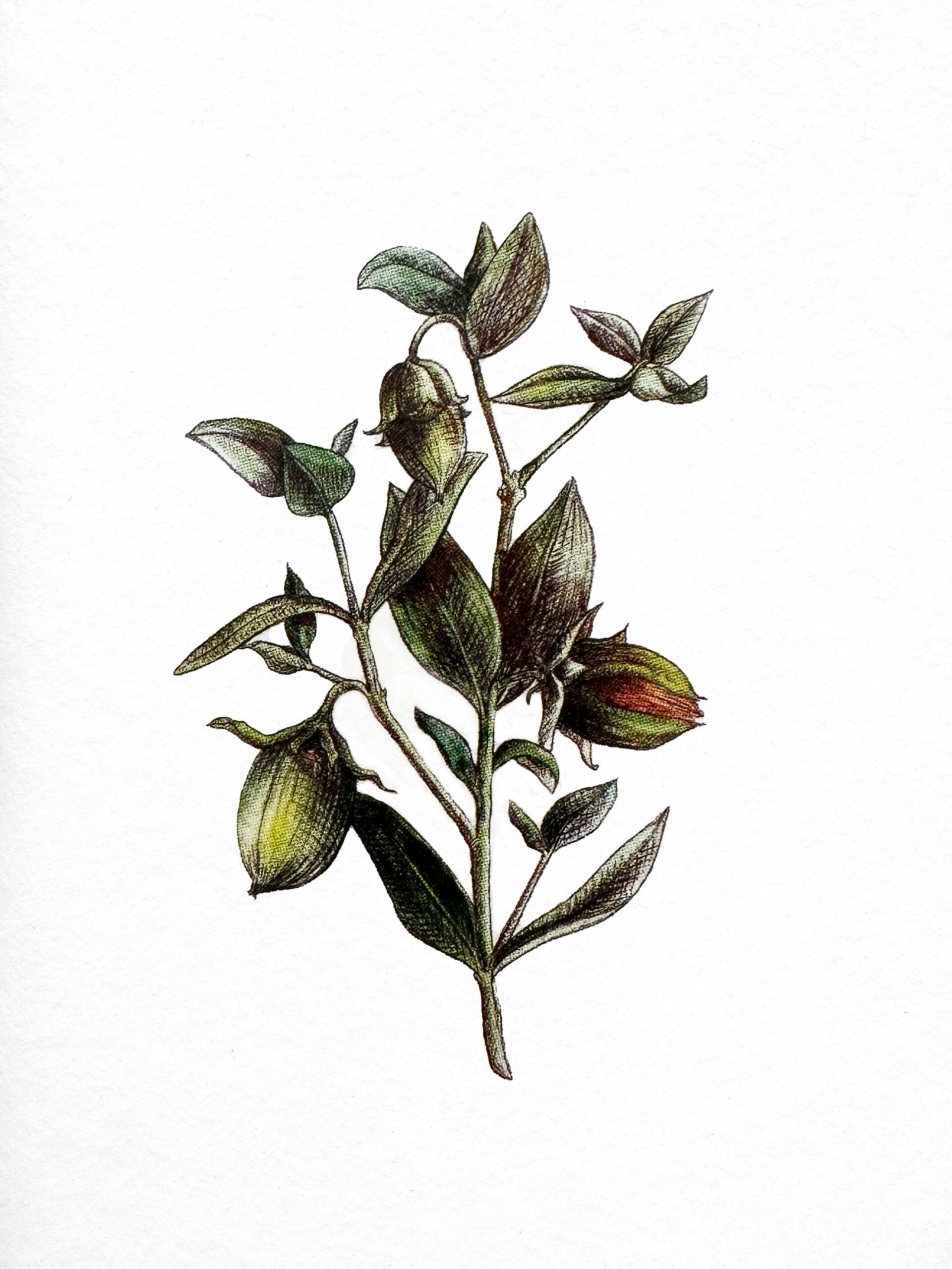 Immagine illustrata di un ramo di jojoba