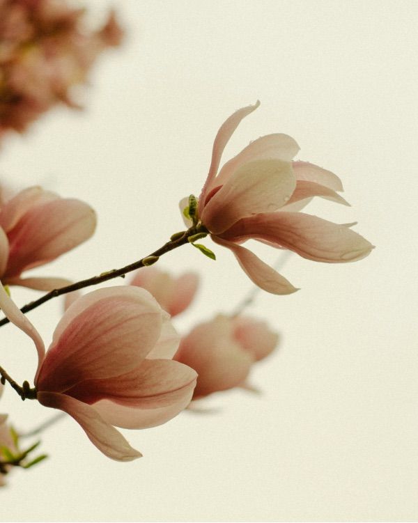 Immagine di fiori delicati rosa avvolti da un dolce vento primaverile