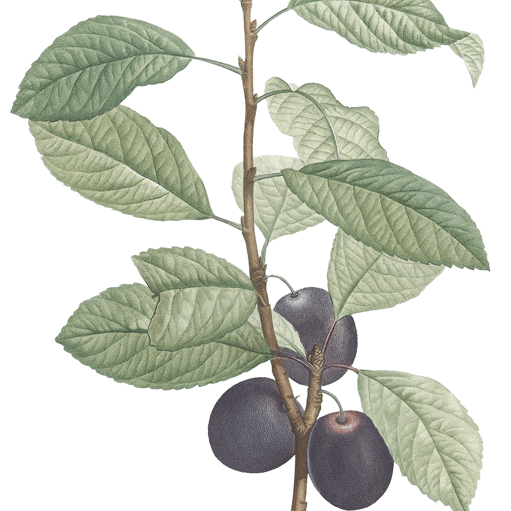 Illustrazione botanica di una pianta di prugna con dei frutti