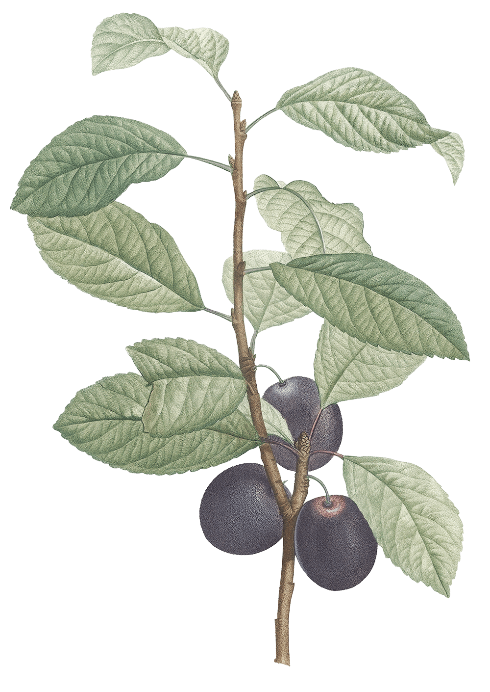 Illustrazione botanica di una pianta di prugna con dei frutti