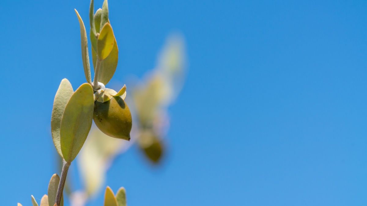 Nella foto si vede una pianta di Jojoba, ingrediente prezioso della formulazione di Beauty Caress di Vilo cosmetics.