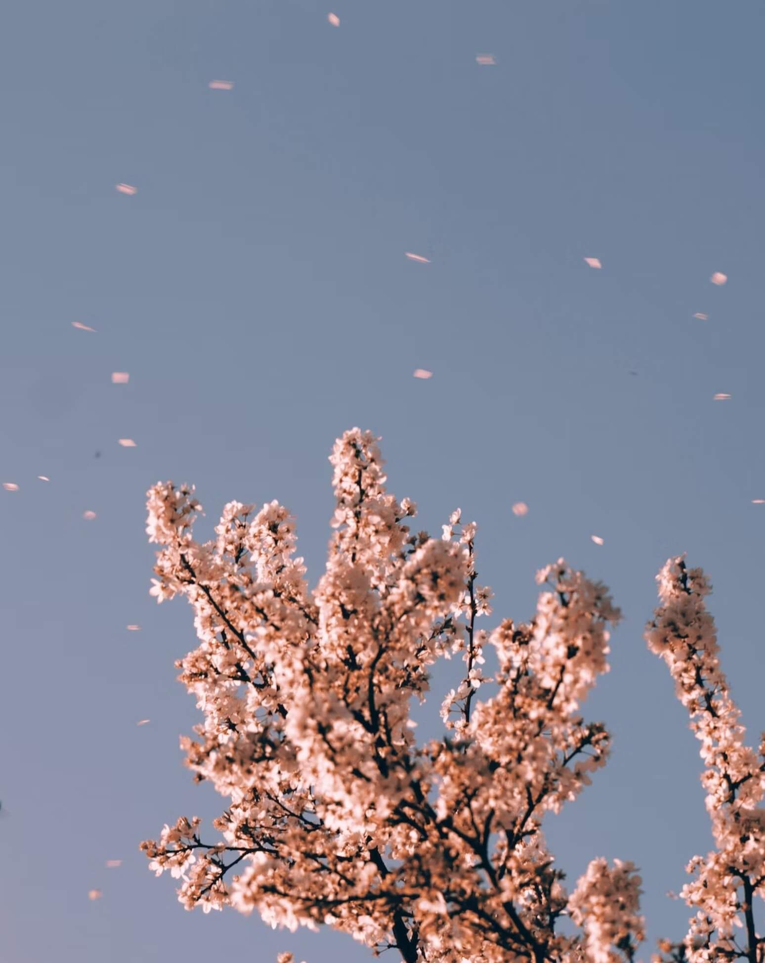 Immagine di fiori delicati rosa avvolti da un dolce vento primaverile