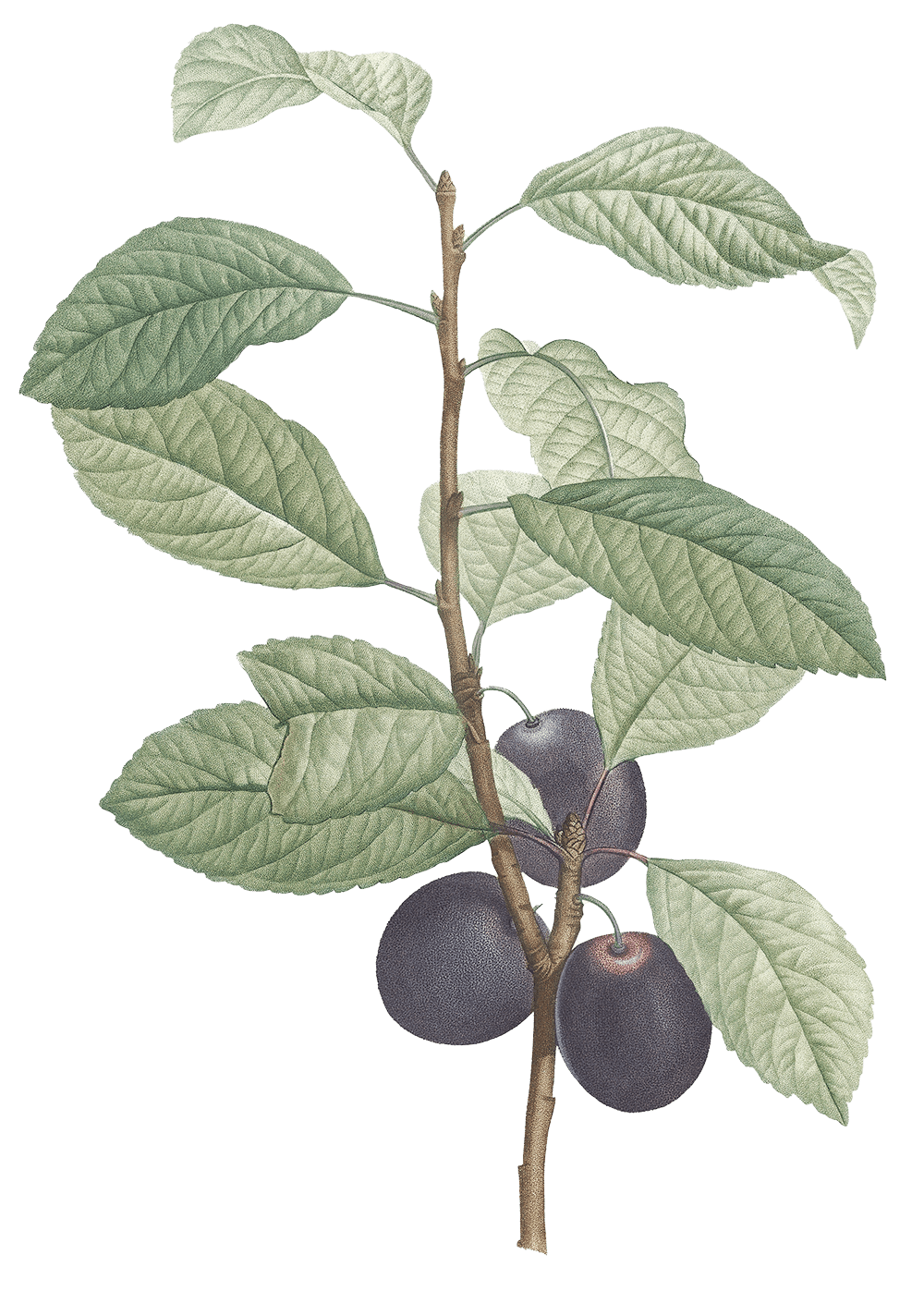 Illustrazione botanica di una pianta di prugna con dei frutti