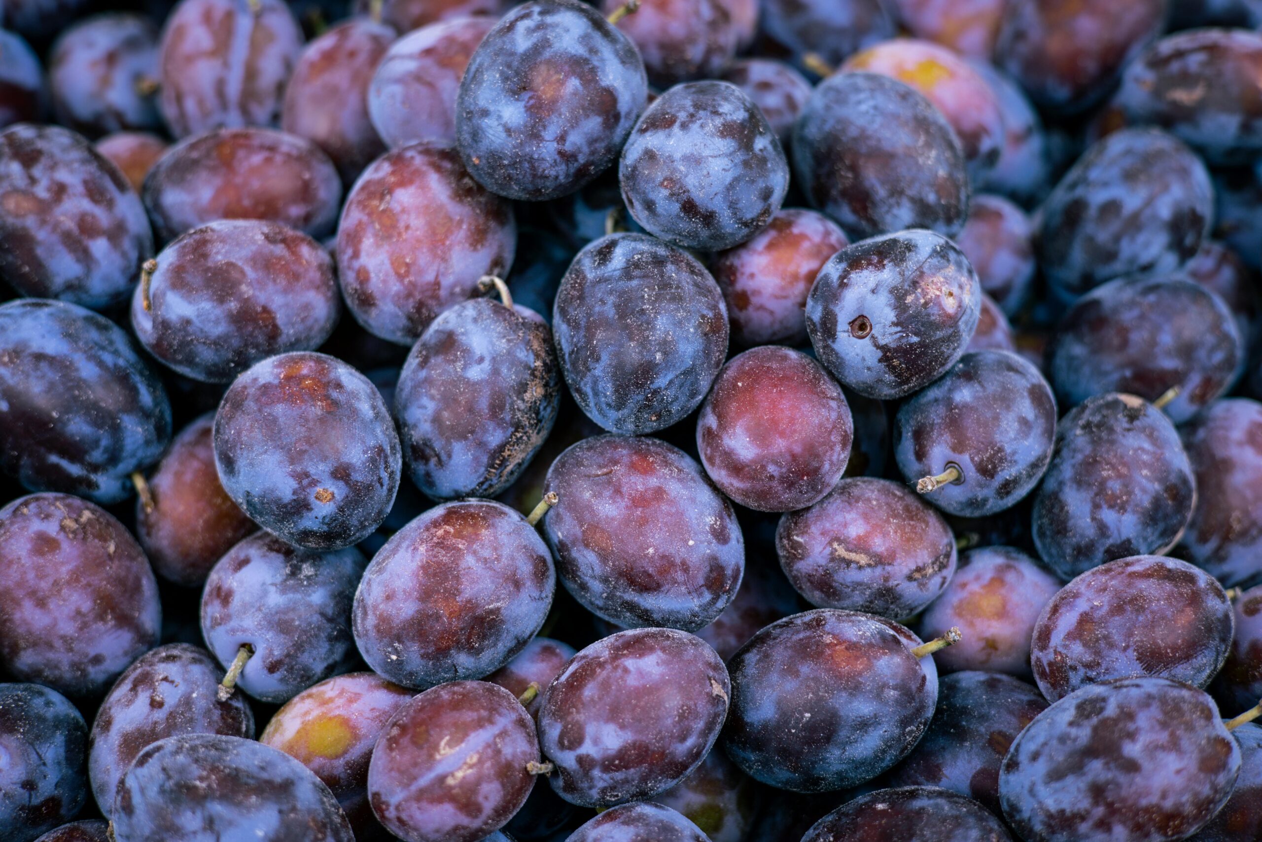 in questa foto si vedono delle prugne, che vengono poi usate anche nel vilo lip oil